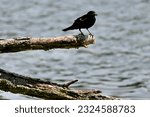 A red wing black bird with a beak full of bugs at Chain O Lakes State Park, Indiana￼