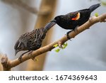 Red Wing Blackbird Pair on Mulberry Branch in March in Louisiana