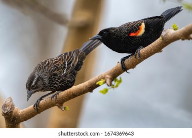 Red Wing Blackbird Pair On Mulberry Branch In March In Louisiana