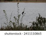 red wing blackbird perched on branch of green tree bush in summer near water marsh wetland of natural habitat for blackbirds closeup 
