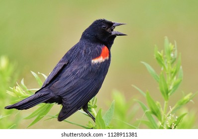 Red Wing Blackbird Singing