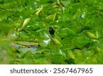 Red Winged Blackbird With a Dragonfly in Its Mouth Along the Mississippi River in Illinois