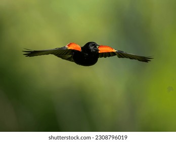 Red winged blackbird in flight.