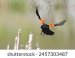 A Red winged blackbird flying 