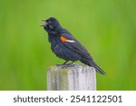 Red winged blackbird Giving a Vigorous Call in the Horicon Marsh in Wisconsin