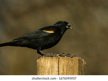 Red Winged Blackbird with a glint of light in its eye eats sunflower seeds while perched on a wooden post