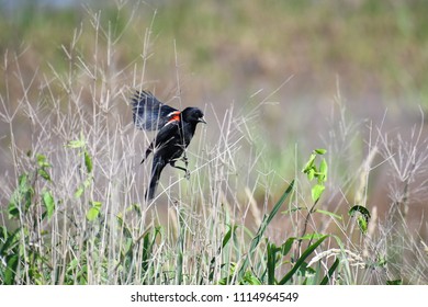 Red Winged Blackbird landing