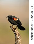 Red winged blackbird on a perch.