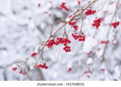 Red winter berries on tree branches during snowfall