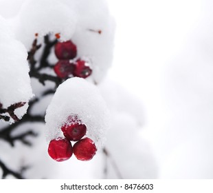 Red winter berries on a tree covered with fresh snow