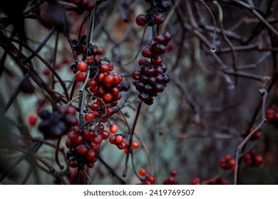Red Winter Berry Vine Dark and Moody
