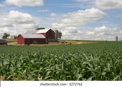 Red Wisconsin Dairy Barn With Cornfield