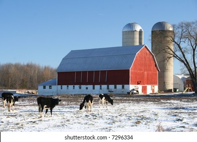 Red Wisconsin Dairy Barn In Winter With Cows