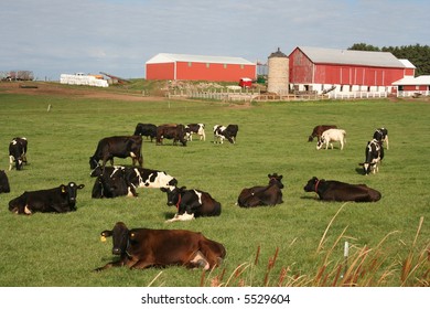 Red Wisconsin Dairy Barns With Cows