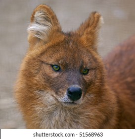 Red Wolf