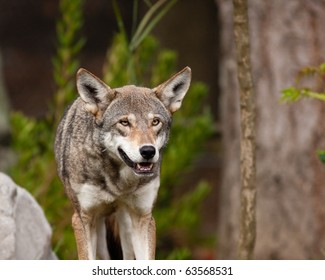 Red Wolf