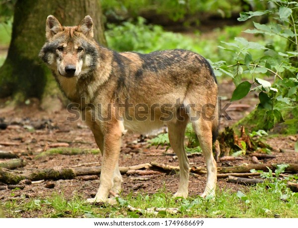 The red wolf is a
canine native to the southeastern United States which has a
reddish-tawny color to its fur.
