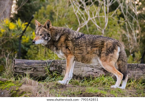 Red Wolf\
Conservation