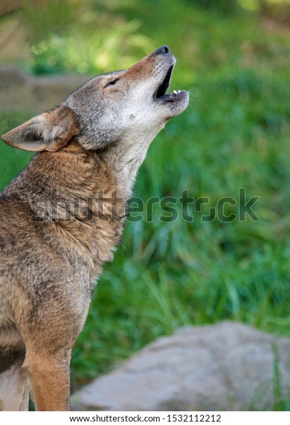 The Red Wolf Howls. Close up of the front part\
of the endangered Red Wolf stood with its head up turned and in mid\
howl. Green grass as\
background