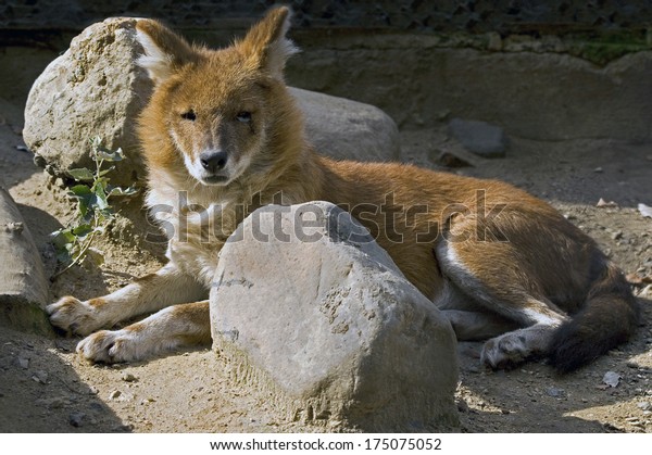 Red wolf. Latin name\
- Canis lupus rufus