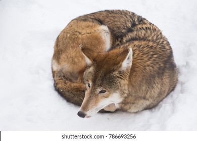 A red wolf resting
