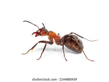 Red wood ant - Formica rufa or southern wood ant, isolated on white
