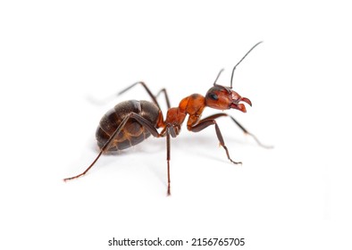 Red Wood Ant - Formica Rufa Or Southern Wood Ant, Isolated On White