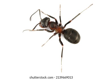 Red Wood Ant Or Horse Ant, (Formica Rufa) Isolated On White