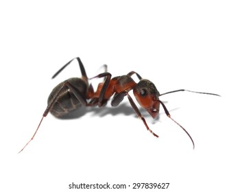 Red Wood Ant Isolated On White, Formica Rufa