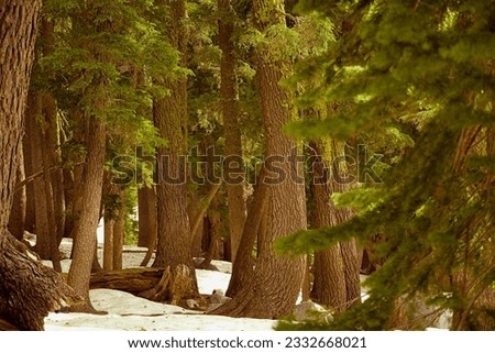 Red wood forest with snow covered gound.