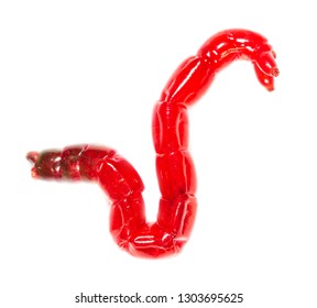 Red Worm Bloodworm Isolated On White Stock Photo 1303695625 | Shutterstock