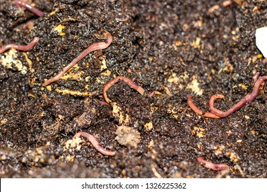 Red Worms Compost Bait Fishing Stock Photo 1326225362 | Shutterstock