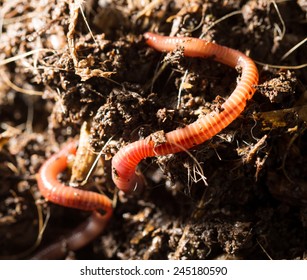 Red Worms In Compost - Bait For Fishing