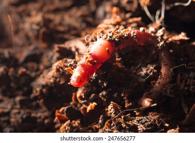 Red Worms In Compost - Bait For Fishing