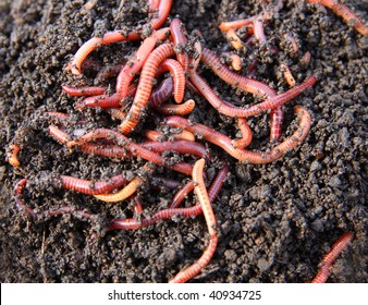 Red Worms In Compost - Bait For Fishing