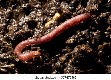 Red Worms In Compost. Macro