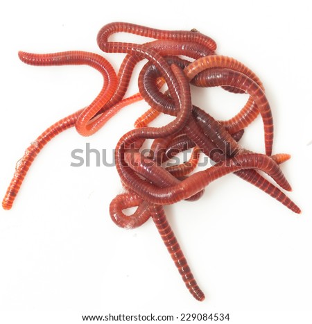 red worms on a white background
