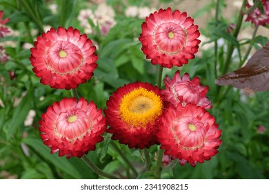 Red Xerochrysum also know as strawflower or golden everlastning in flower.