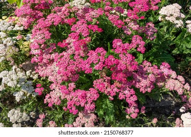 Red Yarrow, flowers in garden. Gardening - Shutterstock ID 2150768377
