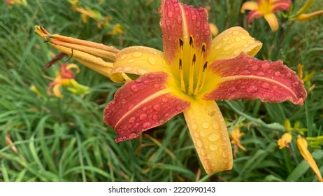 red and yeallow lily flowers with drops of rain at  the spring