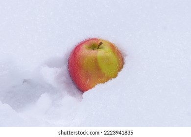 Red And Yellow Apple In Snow Wet Frozen Winter Fruit Outdoors Snack Healthy Winter Eating Stem Apple Canada Snowy White Fresh Set Snow Pile Snow Day Fun Outside Throwing Apples Silly Bright Crunchy