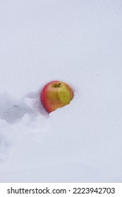 Red And Yellow Apple In Snow Wet Frozen Winter Fruit Outdoors Snack Healthy Winter Eating Stem Apple Canada Snowy White Fresh Set Snow Pile Snow Day Fun Outside Throwing Apples Silly Bright Crunchy