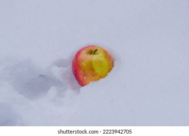 Red And Yellow Apple In Snow Wet Frozen Winter Fruit Outdoors Snack Healthy Winter Eating Stem Apple Canada Snowy White Fresh Set Snow Pile Snow Day Fun Outside Throwing Apples Silly Bright Crunchy