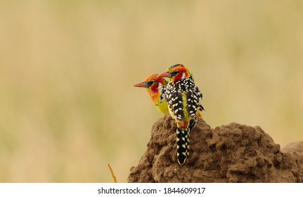 Roter und gelber Barbet (Trachyphonus e. Erythrocephalus) 0n a termite hügel im Tarangire National Park, Tansania
