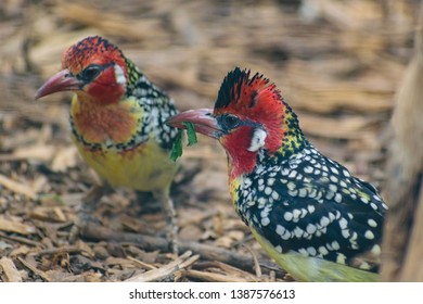 Red And Yellow Barbet (Trachyphonus Erythrocephalus)