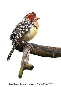 Red And Yellow Barbet (Trachyphonus Erythrocephalus)