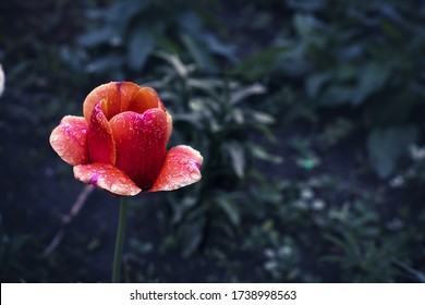 Red - yellow big tulip bud in raindrops on a dark background. Location - Moscow region. Spring.