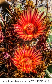 Red Yellow Blossoms Fishhook Barrel Cactus Blooming Macro Ferocactus Wislizeni Botanical Garden Tucson Arizona