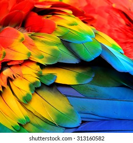 Red Yellow And Blue Feathers Of Scarlet Macaw Bird With Beautiful Colors Profile