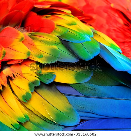 Red Yellow and Blue feathers of Scarlet Macaw bird with beautiful colors profile